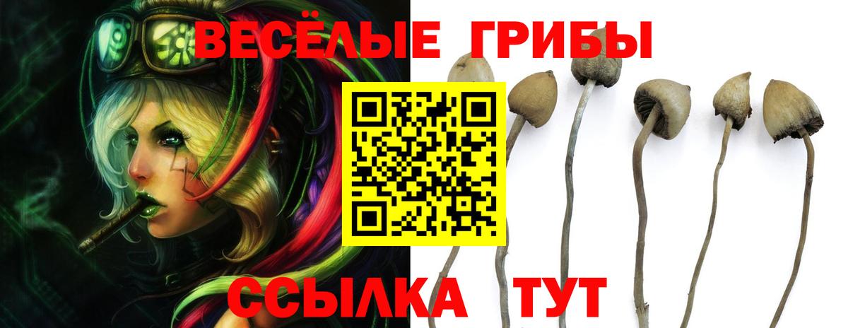 как найти наркотики  Можайск  Псилоцибиновые грибы MAGIC MUSHROOMS 